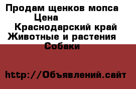  Продам щенков мопса › Цена ­ 10 000 - Краснодарский край Животные и растения » Собаки   